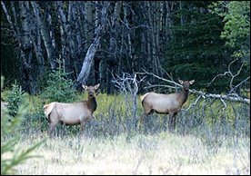 Rocky Mountain Escape Wildlife