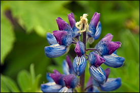 Rocky Mountain Bed and Breakfast Rocky Mountain Bed and Breakfast
