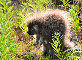 Rocky Mountain Bed and Breakfast Rocky Mountain Bed and Breakfast