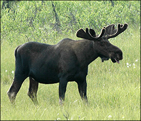 Rocky Mountain Bed and Breakfaste Rocky Mountain Bed and Breakfast