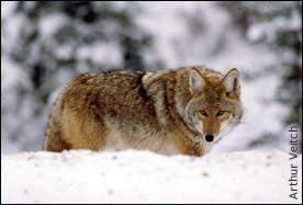Coyote in the Rocky Mountains
