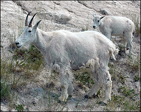 Mountain Goats in the Rockies